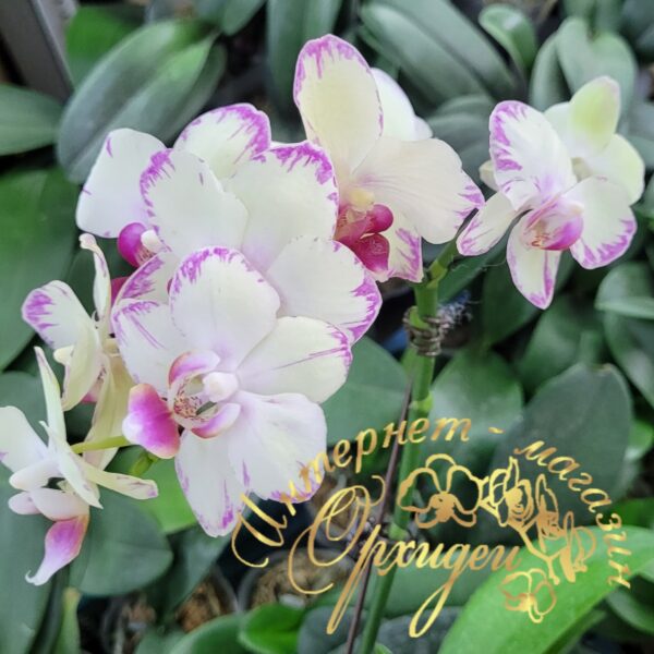 Phal. Green flash — изображение 3