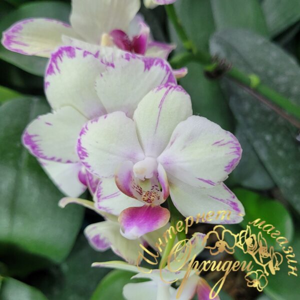 Phal. Green flash