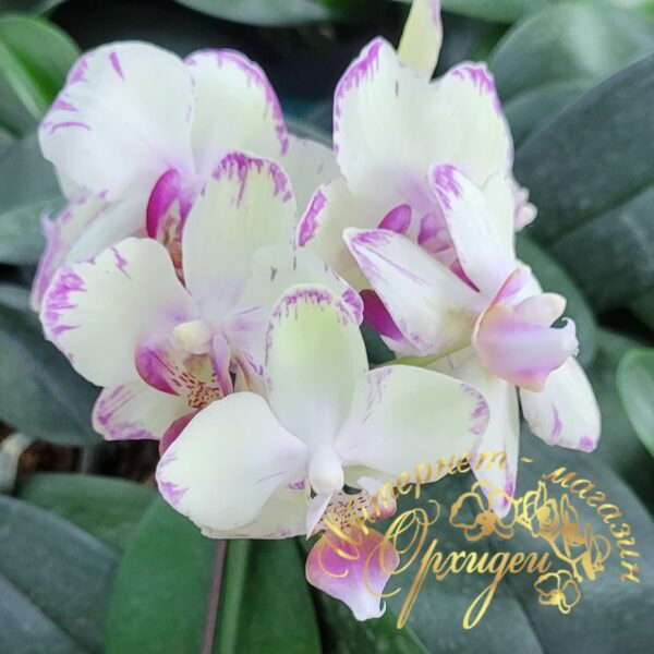 Phal. Green flash