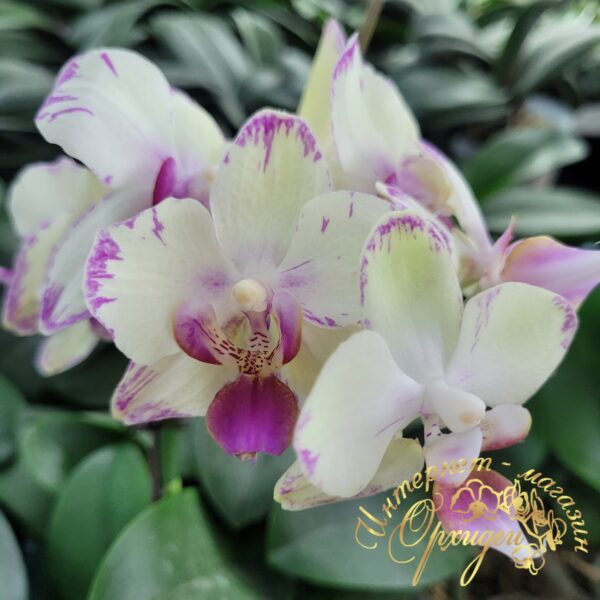 Phal. Green flash