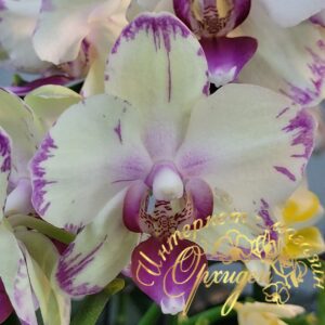 Phal. Green flash