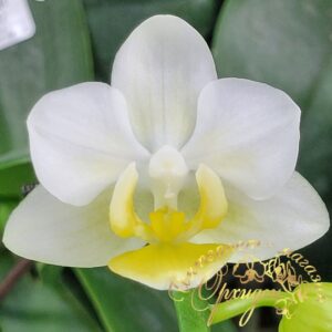 Phal. Royal yellow