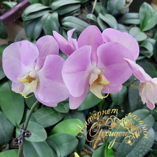 Phal. Big Apple