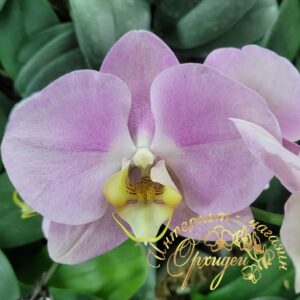 Phal. Big Apple