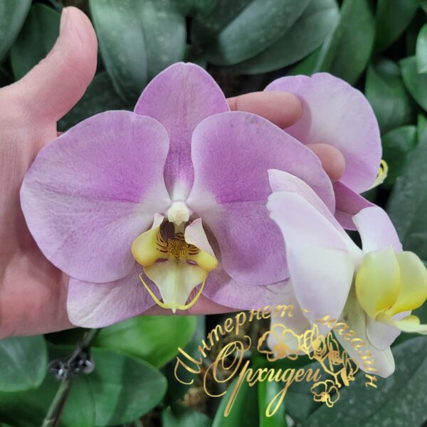 Phal. Big Apple