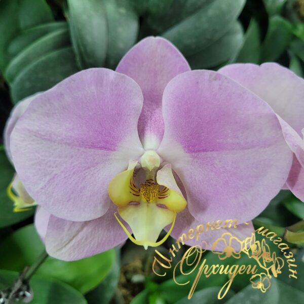 Phal. Big Apple