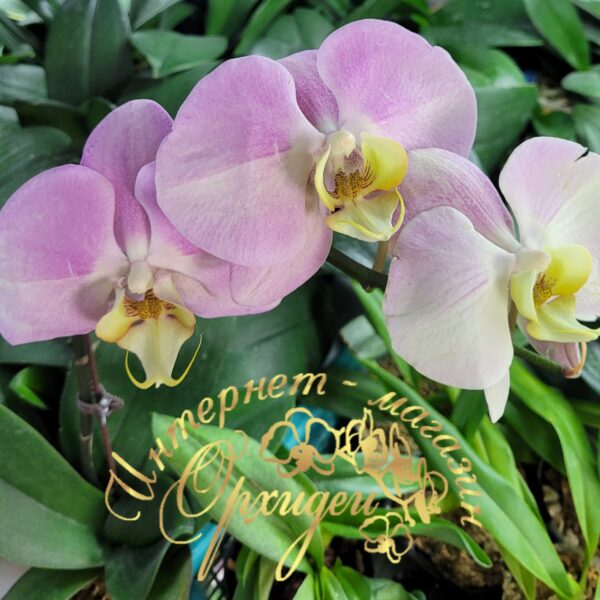 Phal. Big Apple