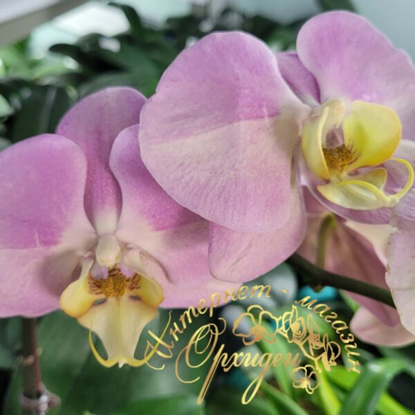 Phal. Big Apple