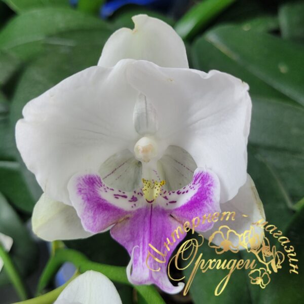 Phal. Traviata — изображение 3