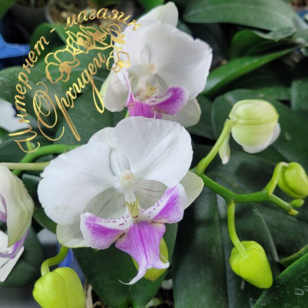 Phal. Traviata