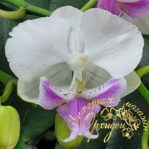 Phal. Traviata