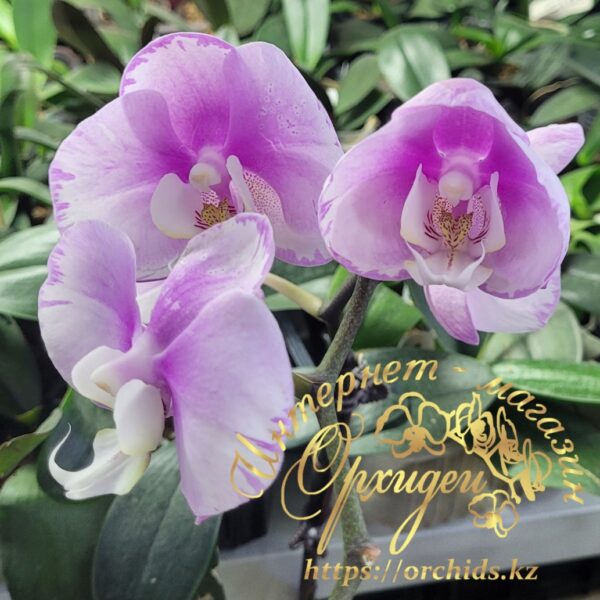 Phal. Maranion splash — изображение 2