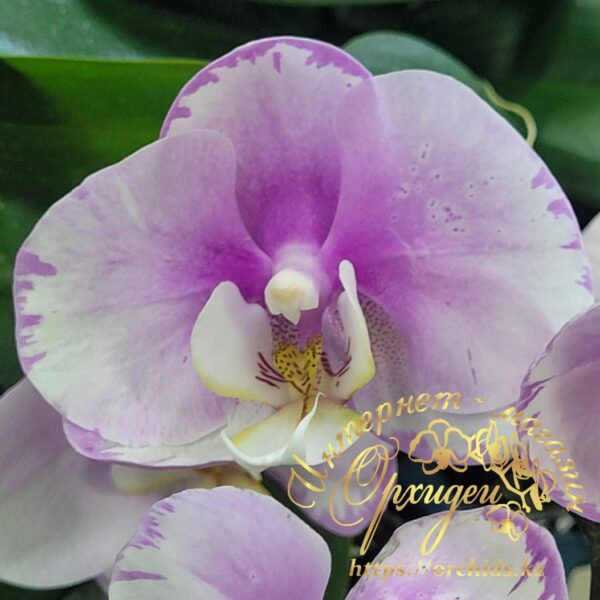 Phal. Maranion splash — изображение 3