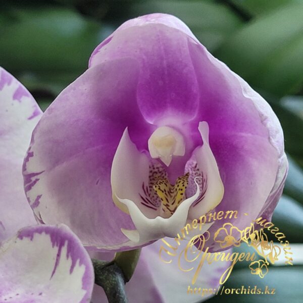 Phal. Maranion splash — изображение 4