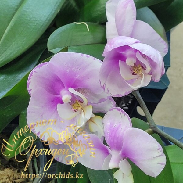 Phal. Maranion splash — изображение 5