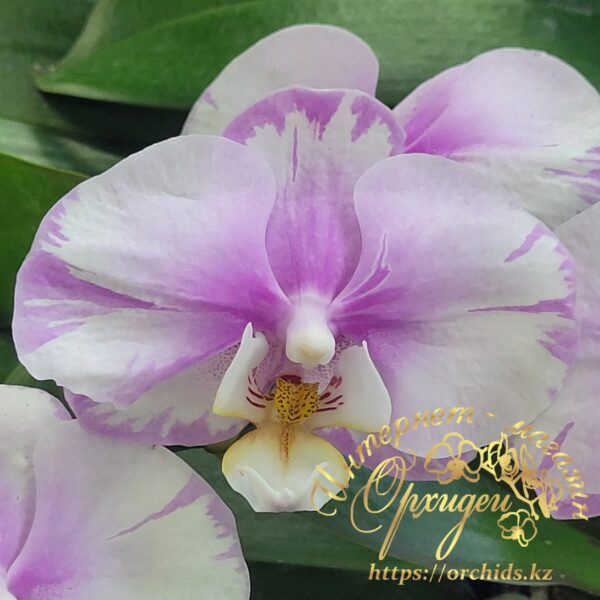 Phal. Maranion splash — изображение 6