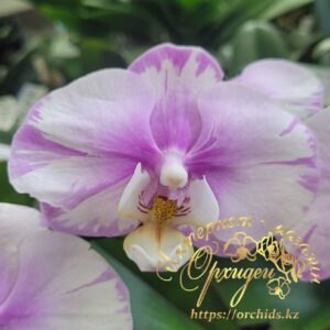 Phal. Maranion splash
