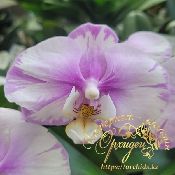 Phal. Maranion splash
