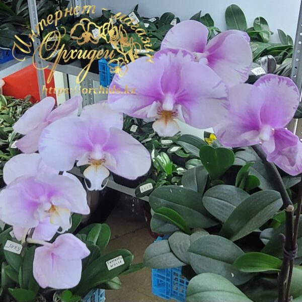 Phal. Maranion splash — изображение 7