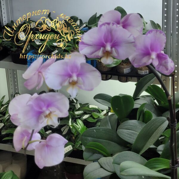 Phal. Maranion splash — изображение 8