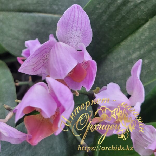 Phal. Santa Rose peloric — изображение 2