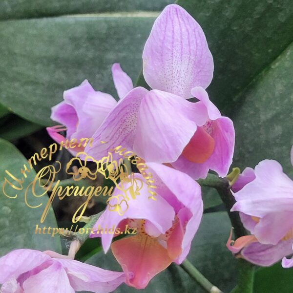 Phal. Santa Rose peloric — изображение 3