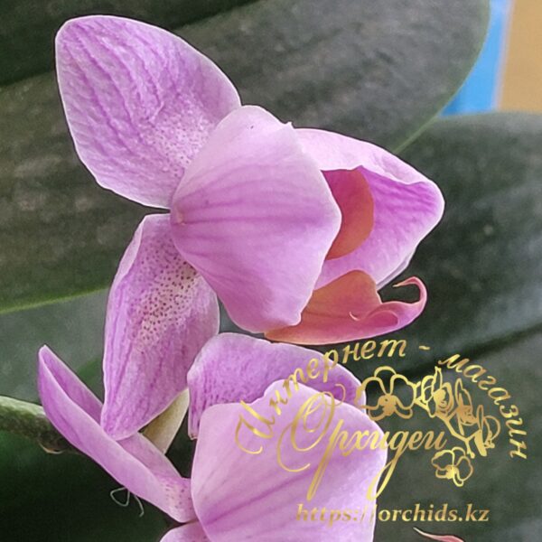 Phal. Santa Rose peloric — изображение 4