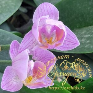 Phal. Santa Rose peloric