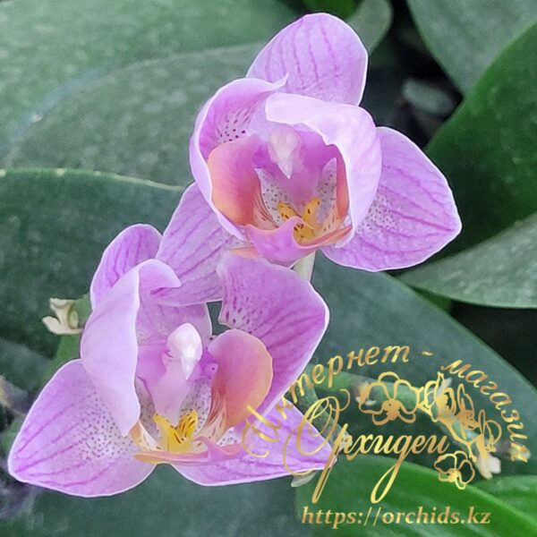 Phal. Santa Rose peloric