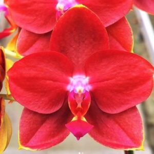 Phal. PF 6180-2