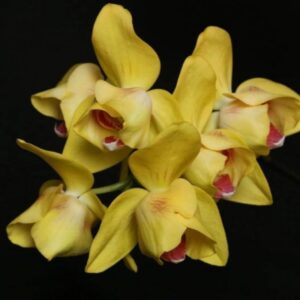 Phal. NCK Abel 2.0 Stable Blooming