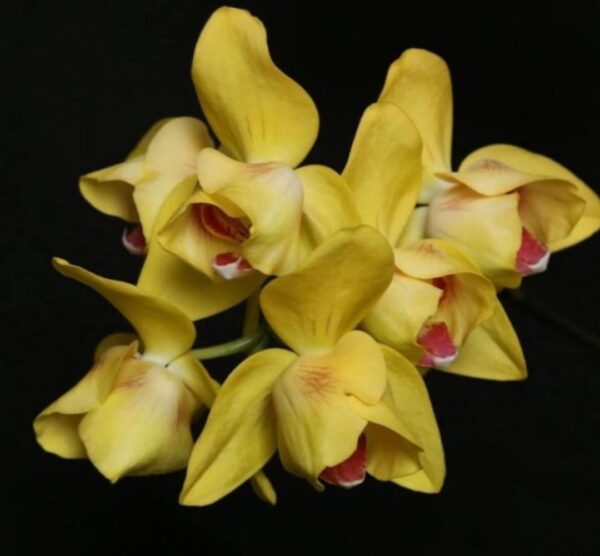 Phal. NCK Abel 2.0 Stable Blooming