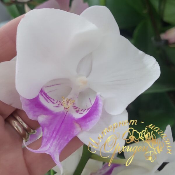 Phal. Traviata