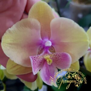 Phal. Rainbow 508