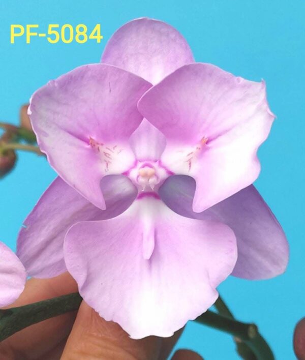 Phal. Tourmaline