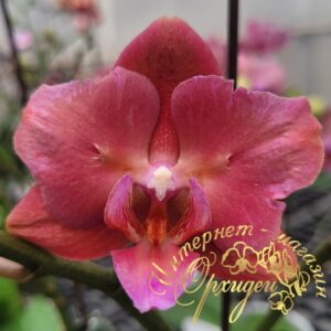 Phal. Flame of the Hope