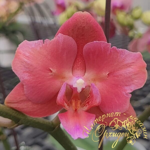Phal. Flame of the Hope