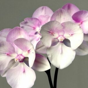 Phal. Tourmaline