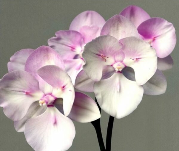 Phal. Tourmaline