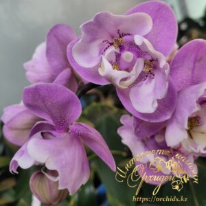 Phal. Taisuko Anna trilips