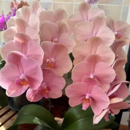 Phal. Aquarius 1 Phal. Aquarius