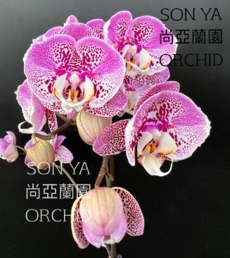 Phal. Wild Dragon 1 Phal. Wild Dragon