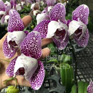 Phal. Dragon Maple Waterfаll