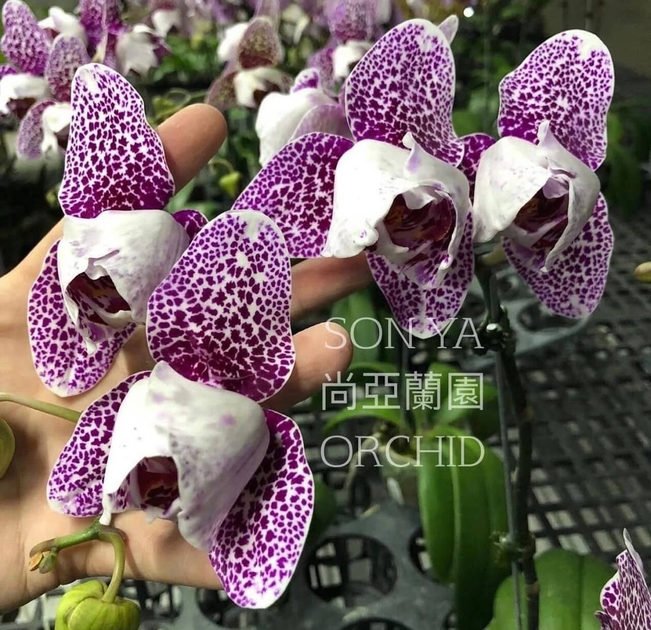 Phal. Dragon Maple Waterfаll 1 Phal. Dragon Maple Waterfаll