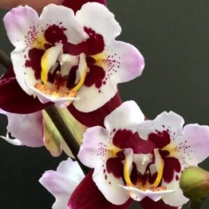 Phal. Dracula