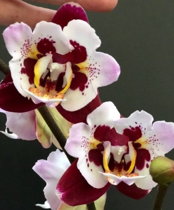 Phal. Dracula 1 Phal. Dracula