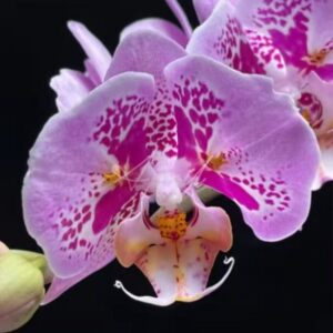 Phal. Full star lace