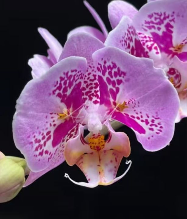 Phal. Full star lace 1 Phal. Full star lace