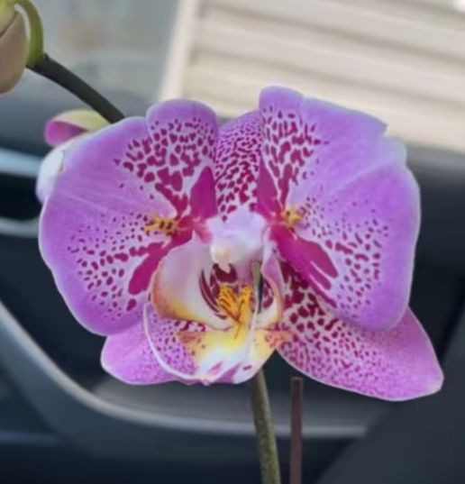 Phal. Full star lace 2 Phal. Full star lace