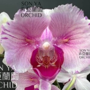 Phal. Fairy Necklace